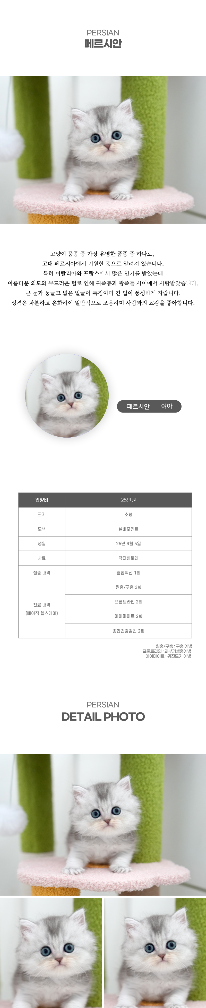 페르시안_상세이미지_2